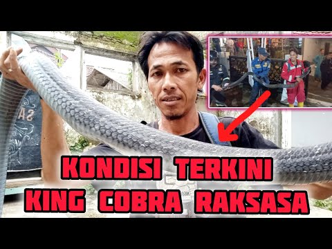 CEK KONDISI ULAR KING COBRA BESAR YANG MASUK GARASI RUMAH WARGA