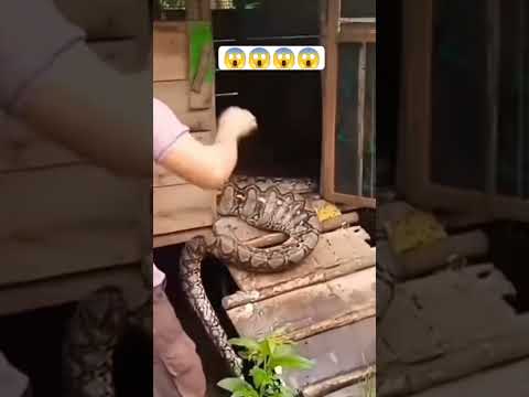 Ular piton di pemangsa ayam😱 #piton #ularbesar #ular