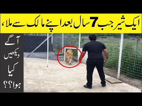 This Lion Has Spent 7 Years Without Seeing Its Master, , , ,  What Next?