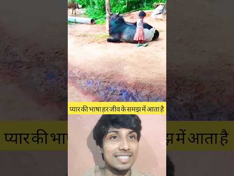 बैल इशारे को समझ गया,  September 7, 2024