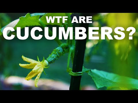 Cucumbers are melons, and sometimes they explode