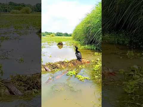 পাখি দরার আজব কৌশল |#shortviral #shortsvideo #shorts #short #shortsfeed #khanofficial