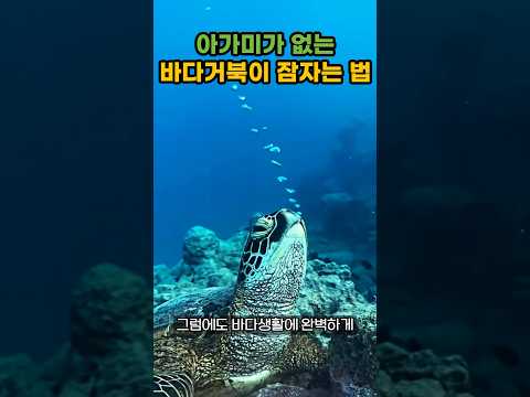 아가미가 없는 바다거북이 잠자는 법 #바다거북 #seaturtles