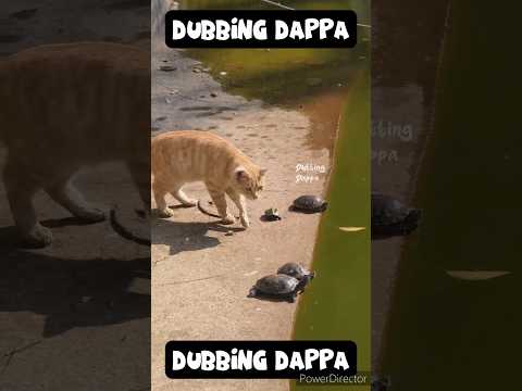Manda Roti ๐คฃ #funny #shorts #cat #dog #shortsfeed #funnyshorts #funnyanimals #catlover #doglover