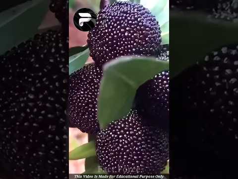 Amazing Fruits 🍓| Unknown Facts Malayalam | #shorts #ytshorts