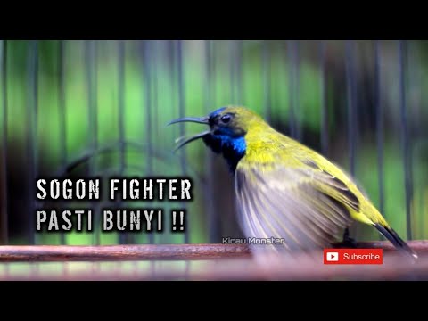 APAPUN SOGONNYA KALAU FIGHTER PASTI BUNYI DENGAR INI !!