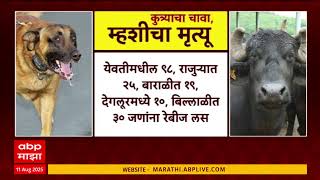Special Report on Nanded Buffalo Rebiji :  रेबिज म्हशीला, टेन्शन गावाला Special Report