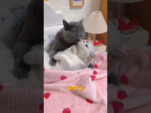 🐱 Esta Pareja de Gatos Vive Como una Familia Humana – ¡Historia Increíble! ❤️