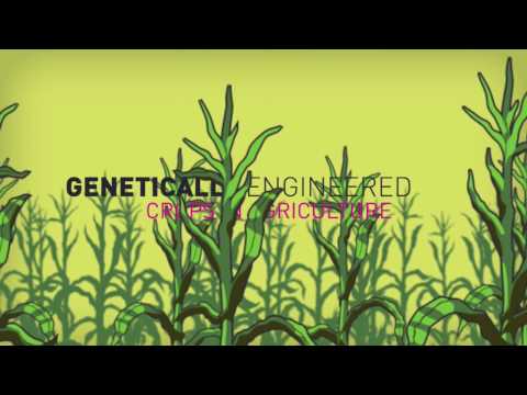 Genetic engineering: The world’s greatest scam? - Kids and Science