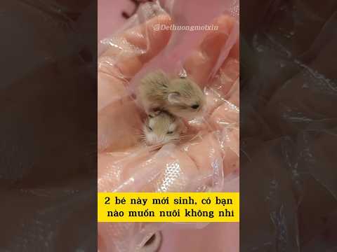 2 bé này mới sinh, sinh đôi đó nha. Có ai muốn nuôi 2 bé dễ thương này không🐭🥰 #hamster #viralvideo