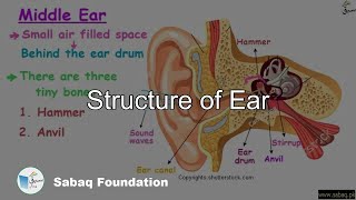 Structure of Ear