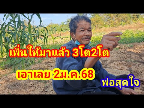 เพิ่นให้มา3โต2โตเอาเลย2ม.ค.68#พ่อสุดใจ