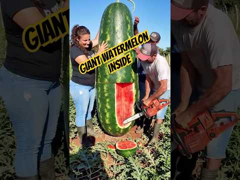 Giant watermelon inside #fruit #farmer #farm #farming #harvest #nature #viral #shorts #giant