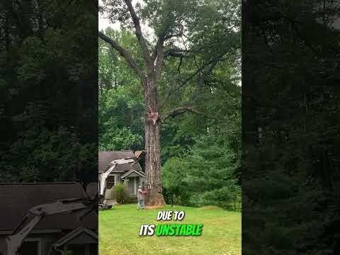Huge oak tree take down near house #bigtree #chainsawman #arborist #logging #chainsaw