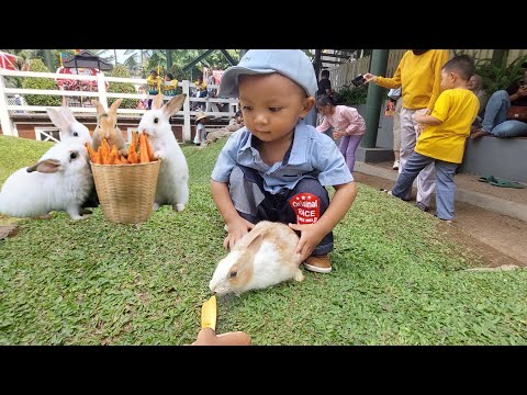 Kasih makan kelinci di taman bermain cimory dairyland. Feed the rabbits on the playground