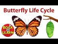 Butterfly Life Cycle and Metamorphosis