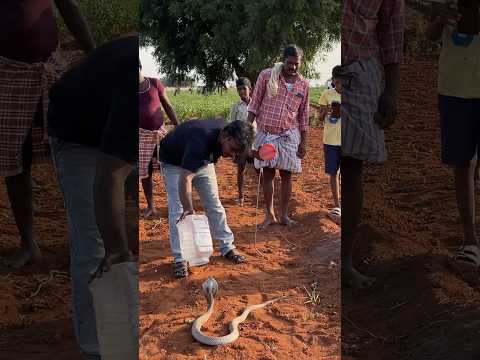 #shortsvideosindian cobra snake rescue #youtubeshortvideo #viralvideo