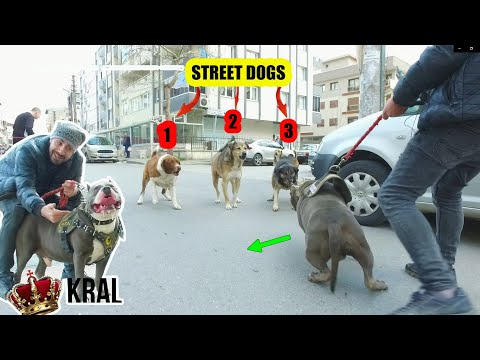 CANECORSO VE BULLY İLE ZOR ANLAR YAŞADIK