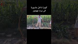 كوبرا داخل ماسورة فى بيت مهجور تابع لهيئة القطارات .الـكـوبـرا الـمـصـريـة Naja haje
