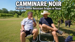 Pierce Disease Resistant Wine Grapes – Camminare Noir in Texas