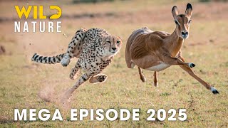 🔴 Wild Animals | THRIVING IN THE SAVANNAH - Speed as the Key to Survival | Wild Nature