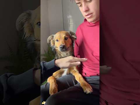 Trying the “hand in “trend with my dog 🐶 #youtube #funny #funnyvideo #doglover #dog