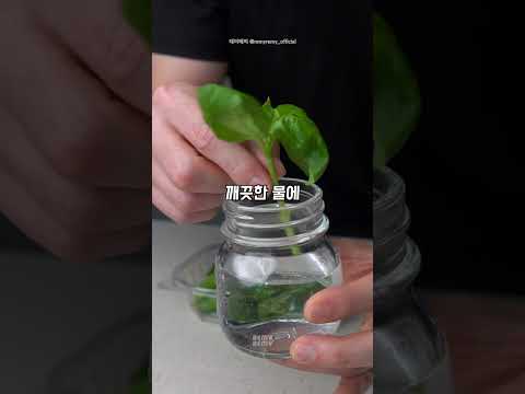 바질 무한 복제하는 법 #쇼츠