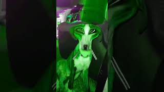 #funny #memes weird Alien dog I found