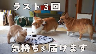 あと３回、言葉を届けられるのは今回が最後です