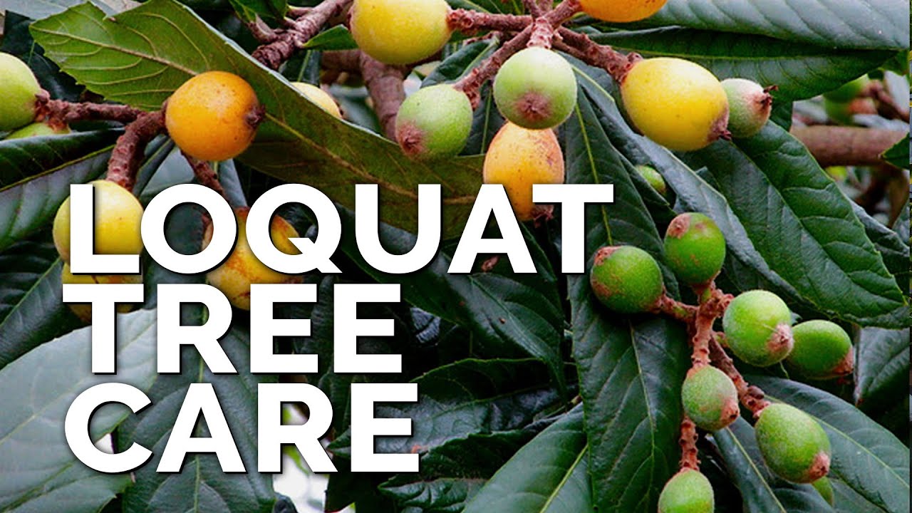 How to Grow Loquat Trees and Get a TON of Fruit