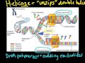 DNA Replication Concepts and Processes