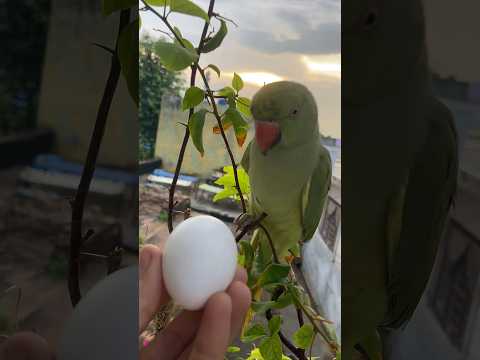 Parrot ke egg se bache nikal gye 🐣🦜 #parrot #birds #pets #animals #shorts
