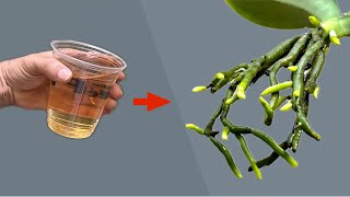 Đổ 1 lần! Cây Lan hư rễ lập tức mọc đầy rễ và đầy hoa 
