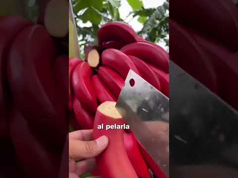 Esta Es Una Banana Roja