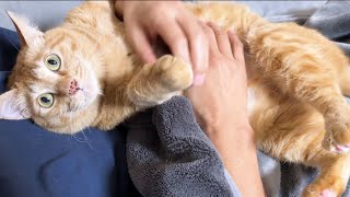 飼い主に甘えに来た猫だけど妹や弟猫を先に譲ってあげる優しさに感動しました
