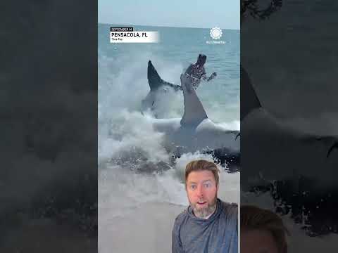 Huge Mako Shark Washes Up on the Beach in Florida