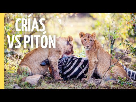 Safari con Leones: Entre Crías y Pitones | Episodio Completo