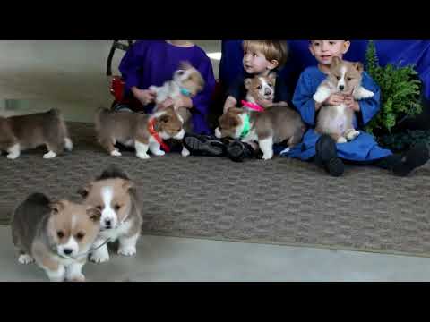 Pembroke Welsh Corgi For Sale Near Me Craigslist 12 2021