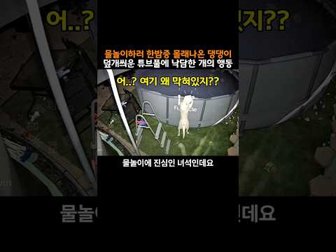 물놀이하러 한밤중 몰래 나온 댕댕이.. 그런데 덮개 씌운 튜브풀을 보자 낙담한 댕댕이의 예상치 못한 행동ㅎㄷㄷ