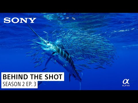 Paul Nicklen's Memorable Moment in the Tasman Sea | Behind the Shot S2 Ep. 3