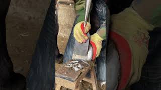 The master used a shovel to repair the donkey's hooves, and the donkey was relaxed!