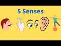 Understanding the Human Senses