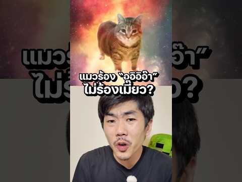 แมวร้องอุอิอ๊า หรือ เมี๊ยว? #saysci #science #ความรู้ #สาระ
