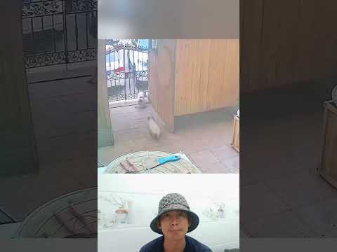 a very big rat #dog #rat #animals #shortvideo #short