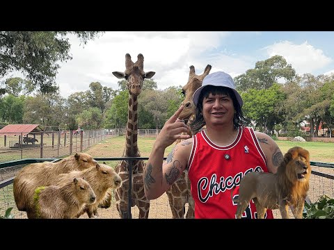 El ZOOLÓGICO con más animales en MÉXICO encontré CAPIBARAS Y AXOLOTES - MICHOACÁN