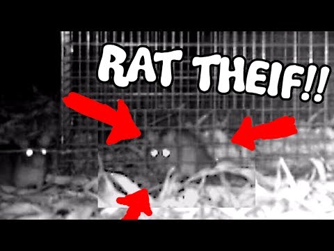 THIEVING RATS  - Save the Squirrels Initiative