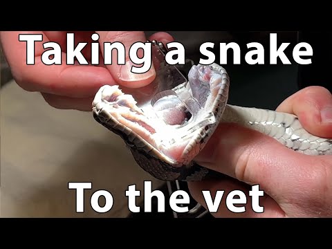 Frank the snake gets a check up.