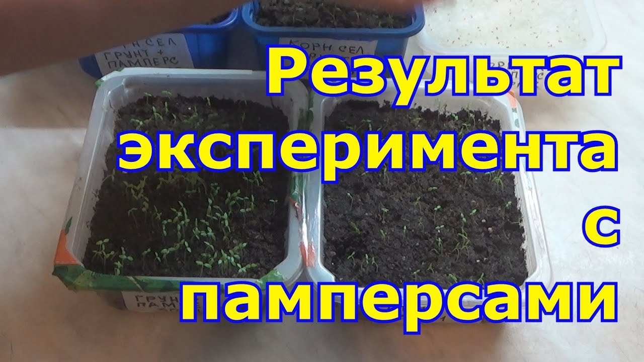 Результат эксперимента с памперсами. Отличная всхожесть семян и минимум поливов