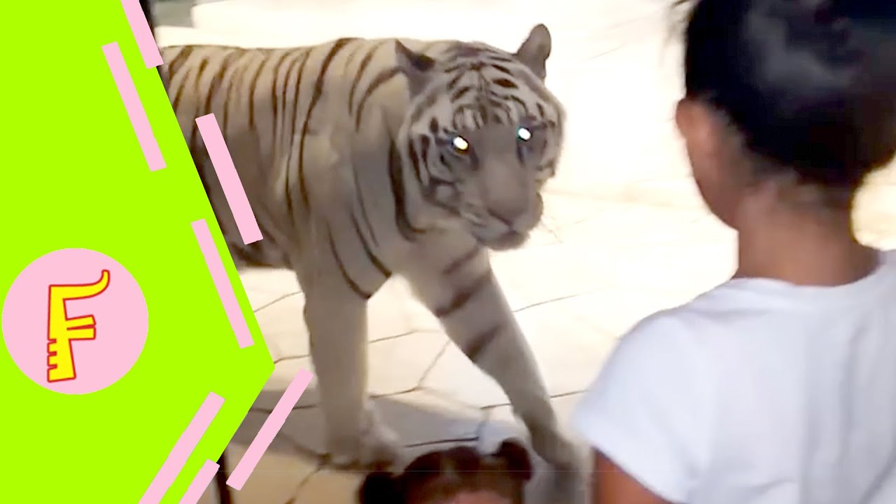 Funny Kids and Animals at the Zoo – Funny Kids Fails Vines