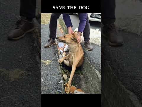 Looking at the dog, no one can bear to leave #shorts #doglover #dogrescue